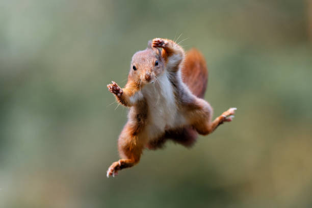 istock Eurasian red squirrel  jumping in the forest 1334819087