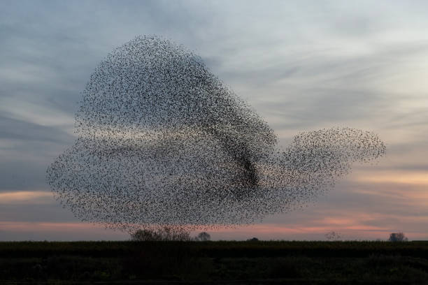 istock A large flock of starlings fly at sunset 1334819094