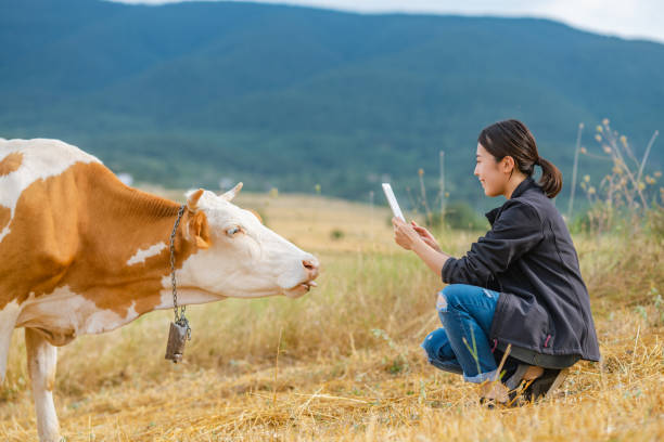 istock Female farmer checking on cattle with digital tablet 1334819159