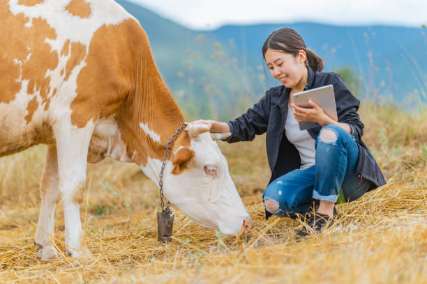 istock Female farmer checking on cattle with digital tablet 1334819245