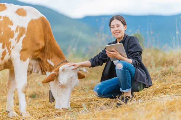 istock Female farmer checking on cattle with digital tablet 1334819272