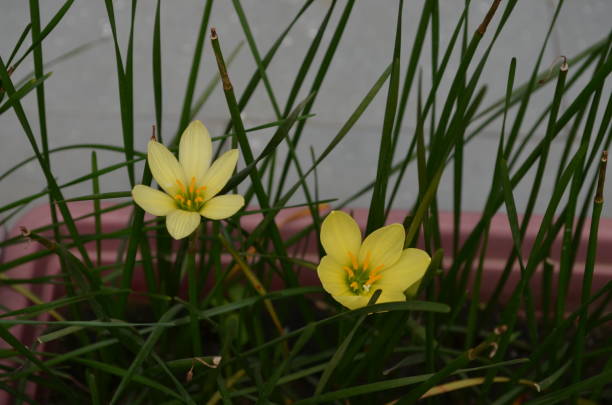 zephyranthes è un genere di piante della famiglia amaryllis. altri nomi giglio pioggia, zephyr lily magic o fairy lily. angiosperme, monocotelle, tracheofiti. fiore di colore giallo. - zephyranthes lily foto e immagini stock