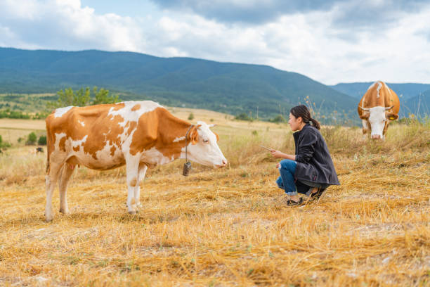 istock Female farmer checking on cattle with digital tablet 1334819388