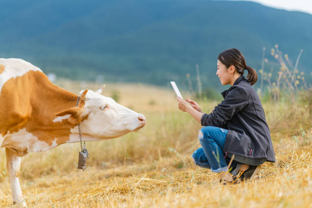 istock Female farmer checking on cattle with digital tablet 1334819454