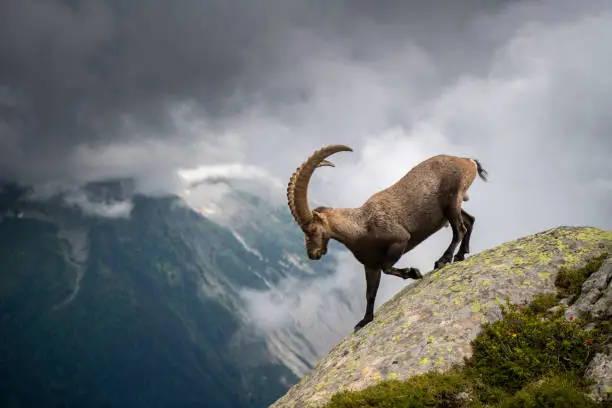 A male of Alpine Ibex  walking on a ridge with mountains on the backgriound in the french Alps- Cheserys - France