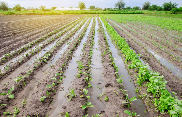 naturkatastrophe auf dem bauernhof. überflutetes feld mit sämlingen von auberginen und lauch. starker regen und überschwemmungen. die risiken von ernteverlusten. sintflut. landwirtschaft. ukraine, region cherson. selektiver fokus - crop damage stock-fotos und bilder