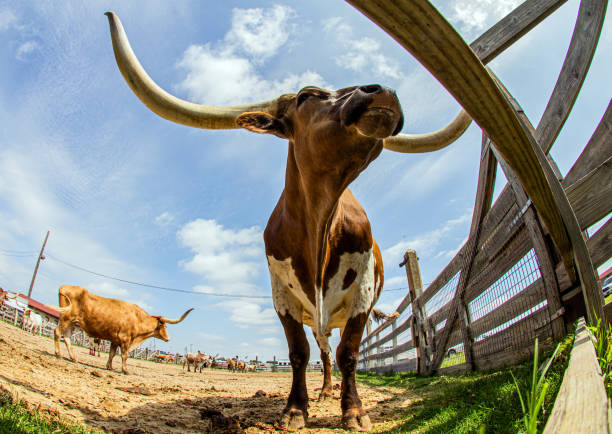 istock Longhorn at Fort Worth, Texas 1334822138