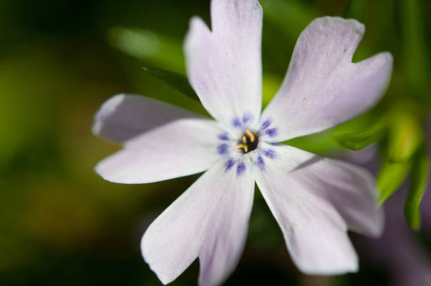 istock Emerald Blue Creeping Phlox Blossom 1334822164