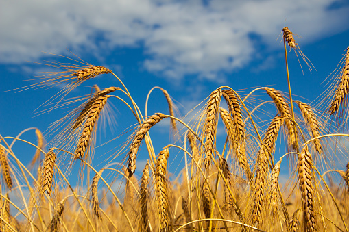 Close up of stalks of wheat with blue sky and white clouds in background