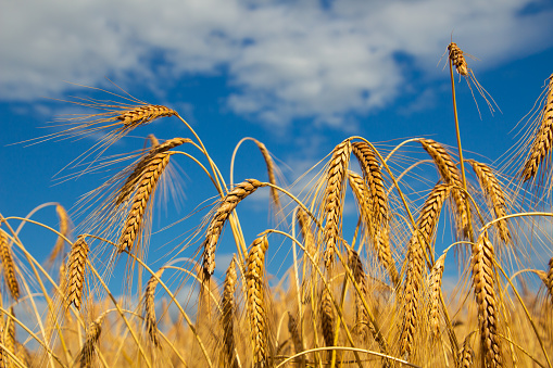 At the beginning of the summer was this golden barley field. In the middle of it I saw this thistle sticking out above it. The contrast is remarkable.