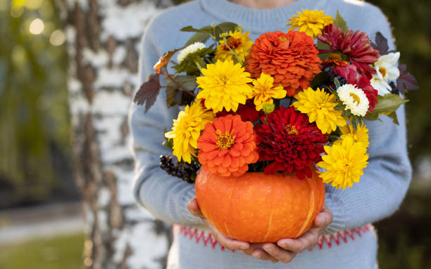 セーターの女性は庭で明るい花束でカボチャを保持します - single flower flower autumn pumpkin ストックフォトと画像