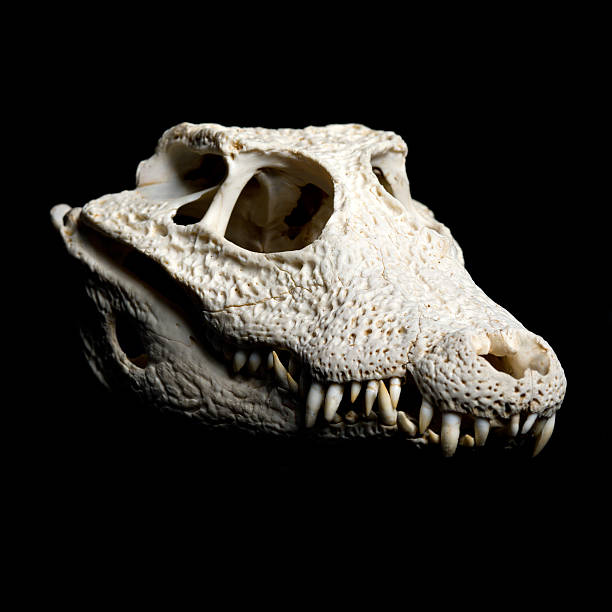 istock Real animal crocodile scull 133482312