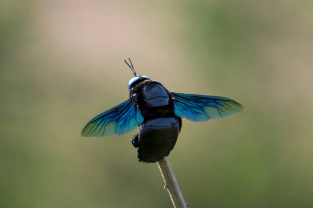 istock Violet carpenter bee, Xylocopa violacea dorsal view, Satara, Maharashtra, India 1334824260