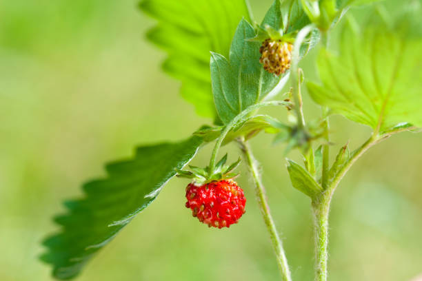 istock Strawberry and leaf on green  background 1334825032