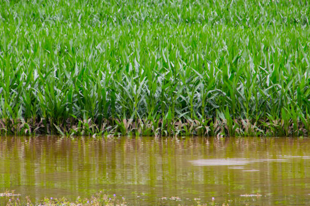 Flooded corn field after heavy rain in summer