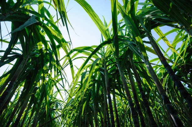 istock Sugarcane plants growing at field 1334825508