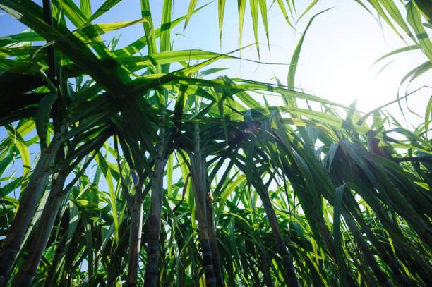 istock Sugarcane plants growing at field 1334826091