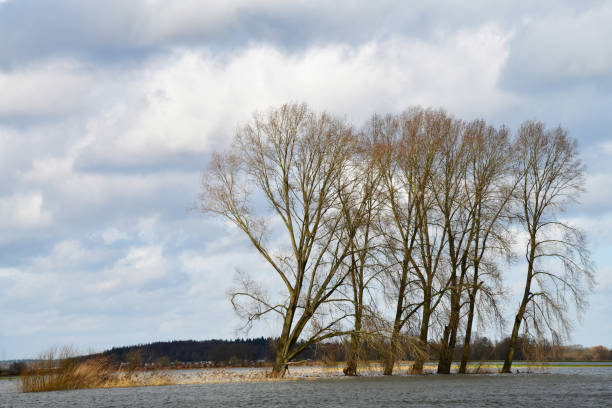 istock Dutch landscapes with water, trees and clouds 1334826174