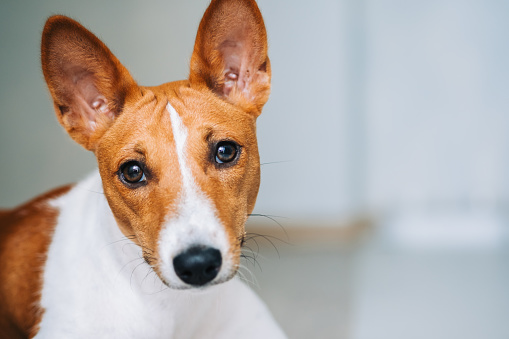 Portrait of red white basenji dog in the kitchen, looking on camera, copy space.