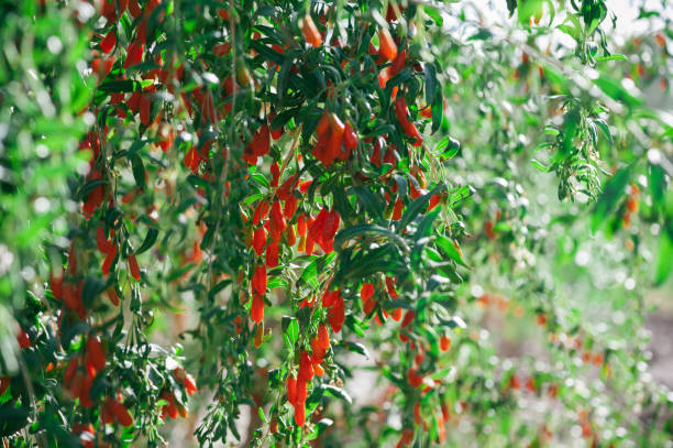 fruits et plantes de baies de goji dans le jardin ensoleillé - bittersweet berry photos photos et images de collection