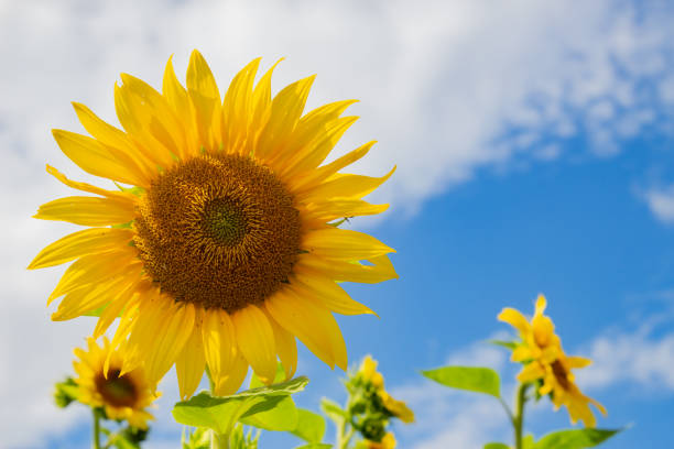 istock Single Sunflower with blue and cloudy sky background 1334826955