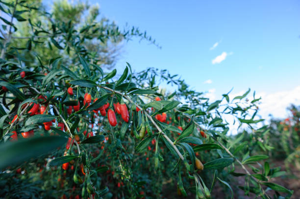 fruits et plantes de baies de goji dans le jardin ensoleillé - bittersweet berry photos photos et images de collection