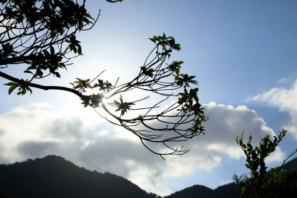Tropical green forest landscape in summer