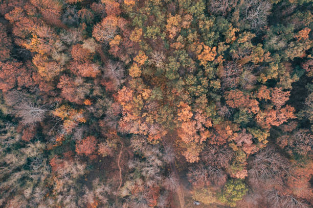 istock Autumn Forest Overhead Top View 1334829618