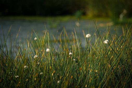 Cotton grass (Eriophorum vaginatum) in moor lake in early summer, Zetel, Friesland - District, Lower Saxony, Germany, Europe