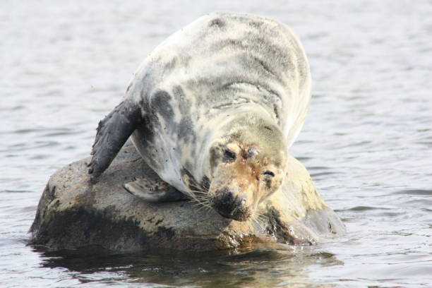 istock Seal lying on a stone and basking in the sun 1334830136