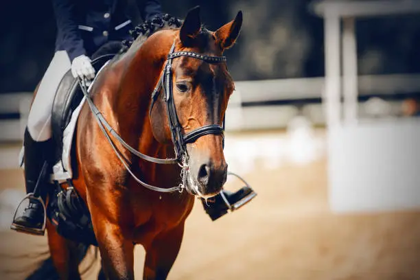 Equestrian sport. Portrait sports stallion in the double bridle.The legs of the rider in the stirrup, riding on a horse. Dressage of horses in the arena. Horseback riding.