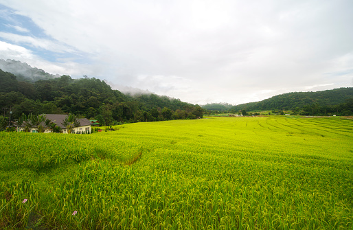 Paddy rice terraces in countryside area of Pa Pong Piang mountain hills valley in Chiangmai Thailand.