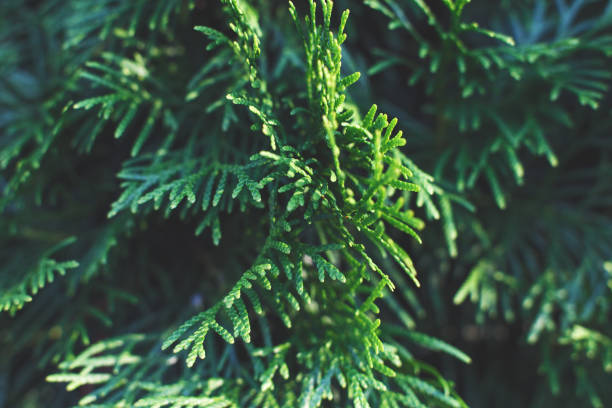 istock a thuja close up. the thuja branch background 1334832362