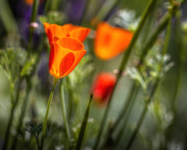 istock red flower in the meadow 1334834038