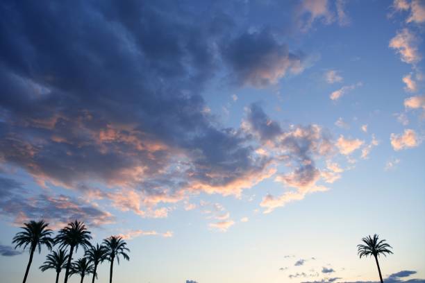 Blue sky with pink gray clouds sunset and palm trees
