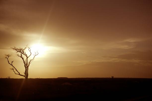 African sunset warm brown golden sky colors and tree