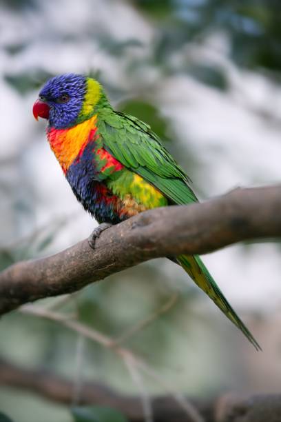 istock Little rainbow parrot lorikeet Trichoglossus haematodus 1334834961