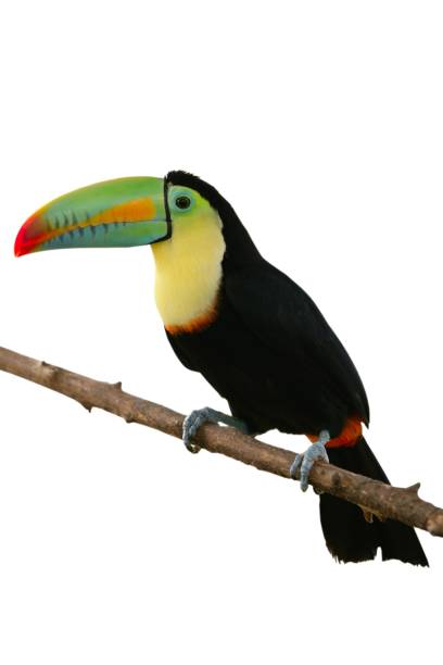 istock Toucan bird colorful in  white background 1334835045