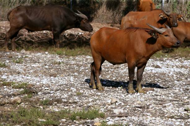 istock Brown african bulls standing up 1334835112
