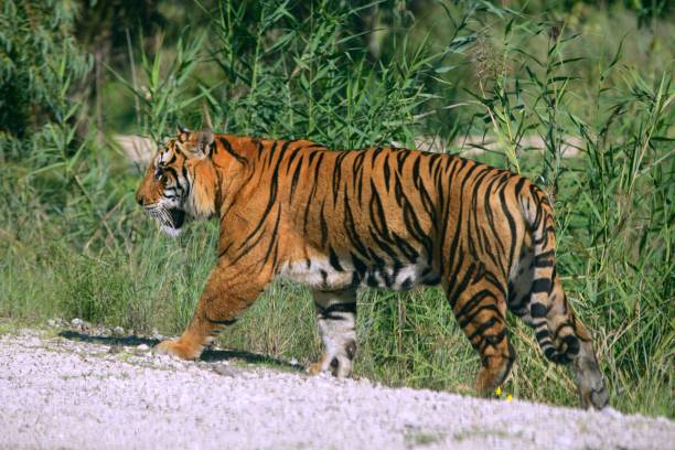 istock Bengal tiger outdoor portrait walking 1334835304