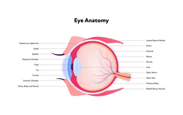 Vector illustration of Human eye anatomy and vision medical infographic chart. Vector healthcare illustration. Side view. Cross section. Components of eyeball with text isolated on white background.