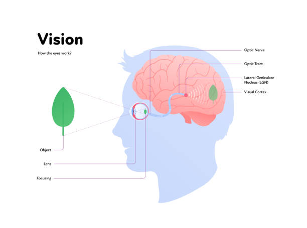 illustrations, cliparts, dessins animés et icônes de anatomie de l’œil humain et vision affiche infographique médicale. illustration vectorielle des soins de santé. vue latérale de la tête humaine avec globe oculaire, cerveau, nerf avec du texte isolé sur blanc. conception pour l’ophtalmologie - planche médicale