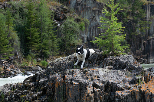 East Siberian Laika sits on a large stone by a mountain river