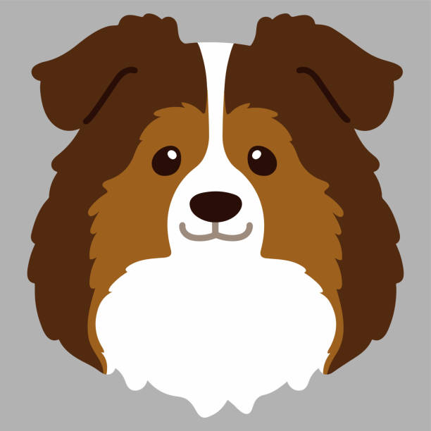 Sheltie Simple Image 80+ Cute Shelties Cartoons Stock Photos, Pictures & Royalty-Free Images ...