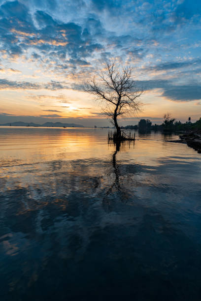 istock A dead tree on the beach at sunrise time. 1334838752