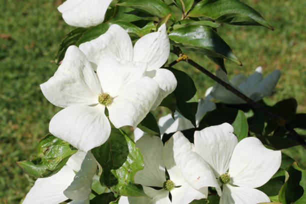 istock Flowering dogwood with large white bracts 1334838763