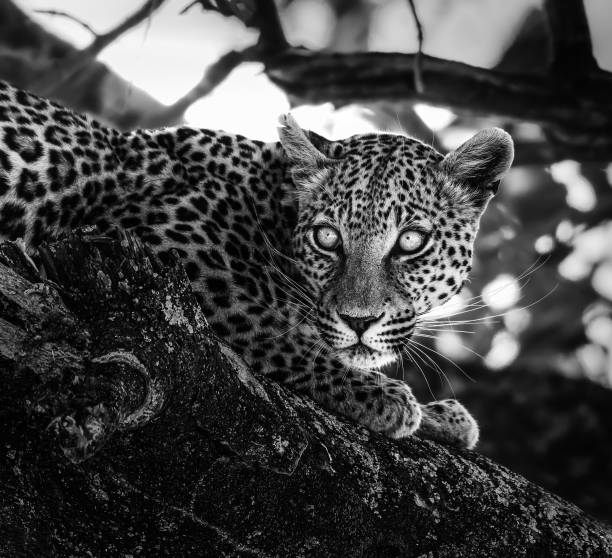 istock Monochrome cat portrait 1334838975