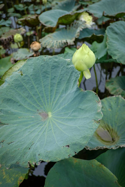 istock Beauty lotus flower 1334839155