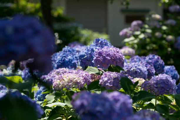 istock Hydrangea in downtown on a sunny day, Bunkyo-city, Tokyo, Japan 1334839369