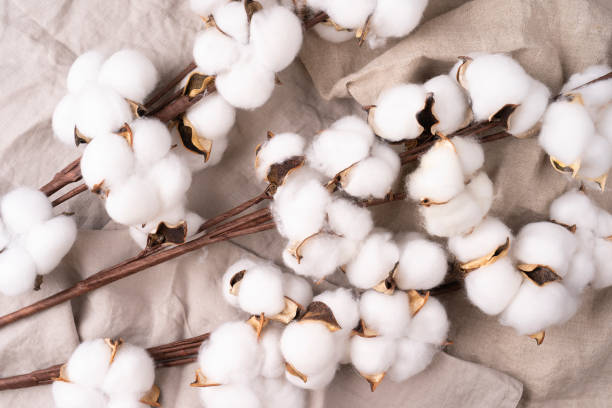 Beautiful white flowers of cotton plant on rough textural linen cloth. Spa setting. Beautiful white flowers of cotton plant on rough textural linen cloth. Spa setting. Cotton flowers background in high resolution cotton cotton ball fiber white stock pictures, royalty-free photos & images